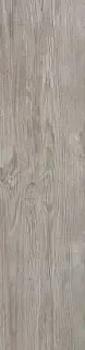 Silver Fir